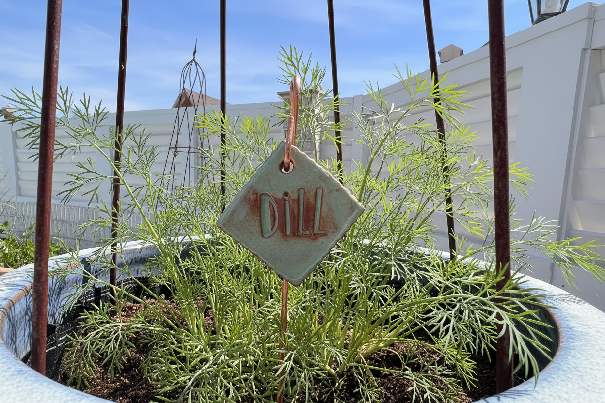 Potted plant with a 'Dill' sign against a white wall and blue sky.